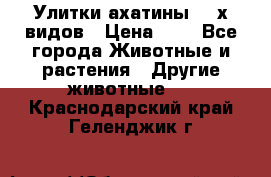 Улитки ахатины  2-х видов › Цена ­ 0 - Все города Животные и растения » Другие животные   . Краснодарский край,Геленджик г.